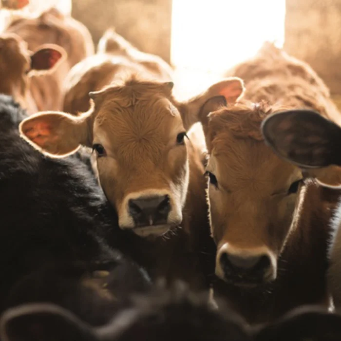 2020- MARCHIO DI RICONOSCIBILITA'