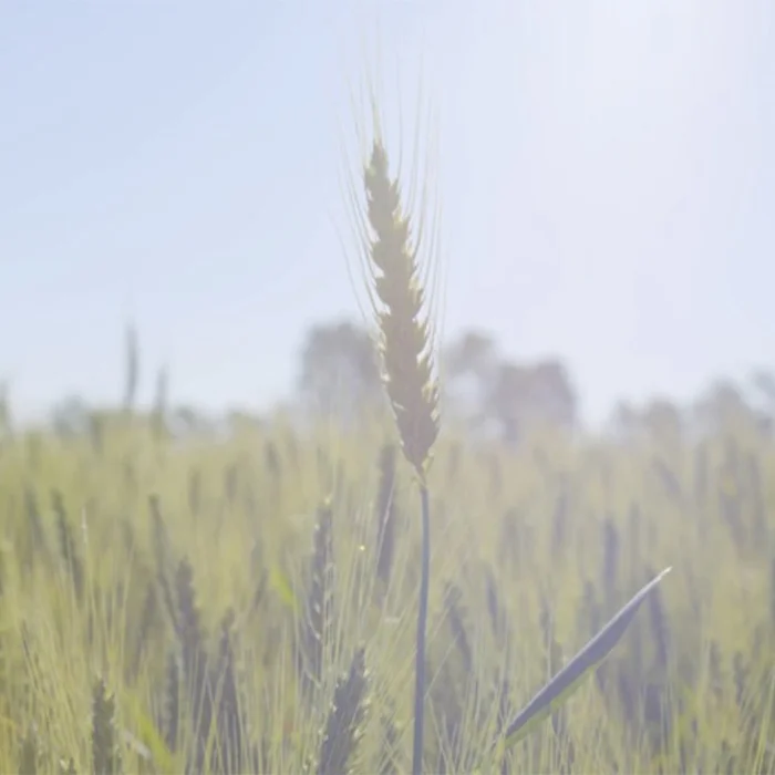 2019- FILIERA ITALIA