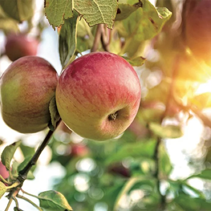 1981- OASI NELLA CRESCITA