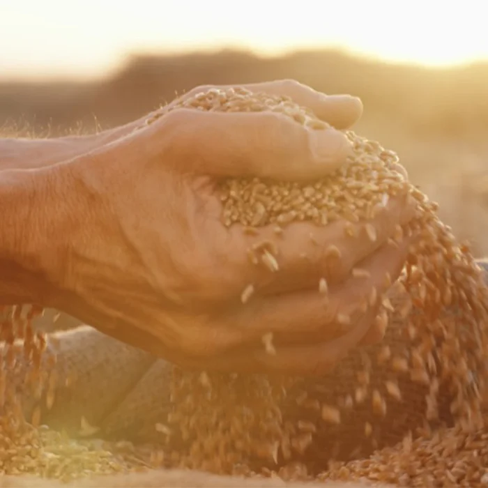 2020- FILIERA ITALIA